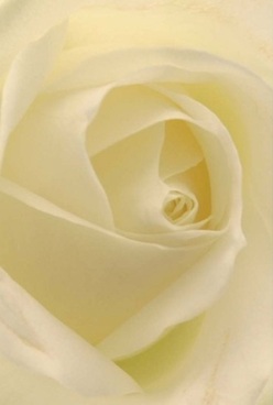 Nestled in the soft ambience of a Hornchurch studio, a white rose is captured in exquisite close-up, each petal swirling inward in harmonious order, as if guided by years of local floral tradition. The creamy ivory layers, touched with the faintest wash of pale lemon, feel almost translucent-inviting gentle admiration, the kind that fills the air on quiet mornings near the high street. The rose's velvety appearance suggests an irresistibly smooth texture beneath the hand, conjuring fond memories of bouquets crafted for anniversaries or weddings beside Harrow Lodge Park. The lighting is gentle, diffused to perfection, with every subtle curve cloaked in serenity; shadows nestle softly in the folds, building hypnotic depth and conveying a timeless elegance. The air seems tinged with a subtle floral fragrance, both calming and uplifting, much like a comforting gesture offered in times of remembrance or tribute. This rose embodies sophistication without ostentation-expressing emotions that words cannot reach, and making it a cherished favourite for Hornchurch's discerning clients. Each detail, from the spiral at the heart to the delicate edges, reflects not only the bloom's natural purity but the thoughtful care that Hornchurch Flowers brings to every arrangement destined for celebration, remembrance, or simple acts of local kindness.